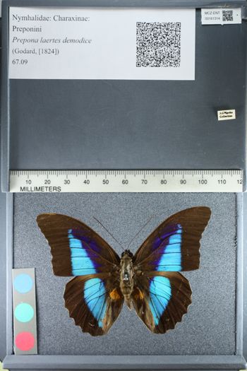 Media type: image;   Entomology 161314